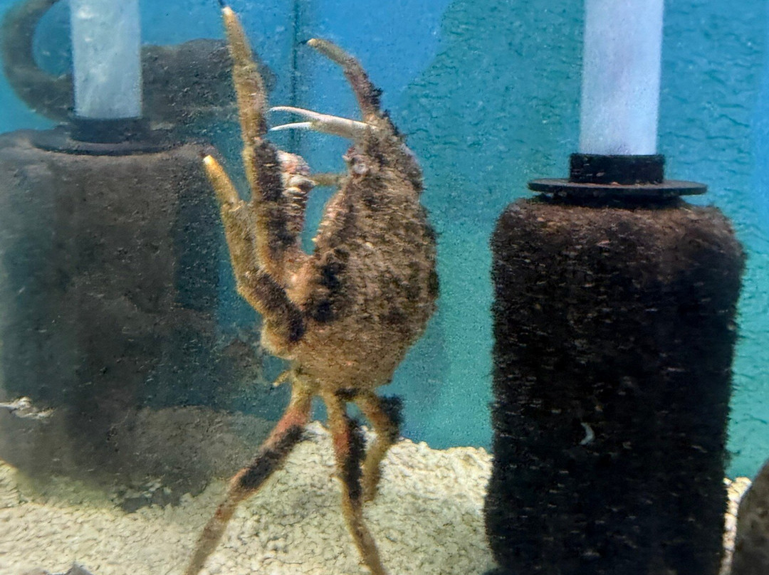 Lyme Regis Marine Aquarium-莱姆里杰斯必去景点