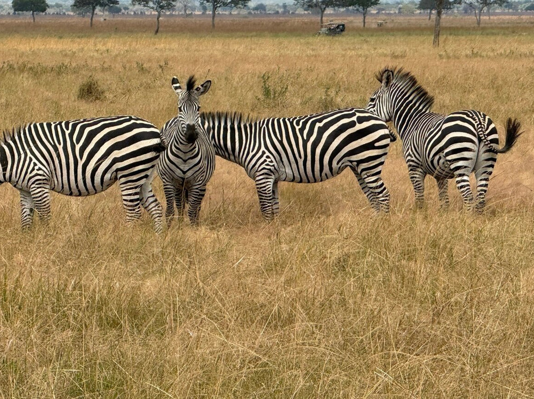 The Mora Zanzibar主图