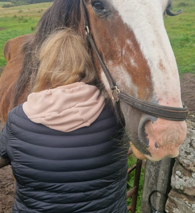 Hay Farm Heavy Horse Centre-特威德河畔贝里克必去景点