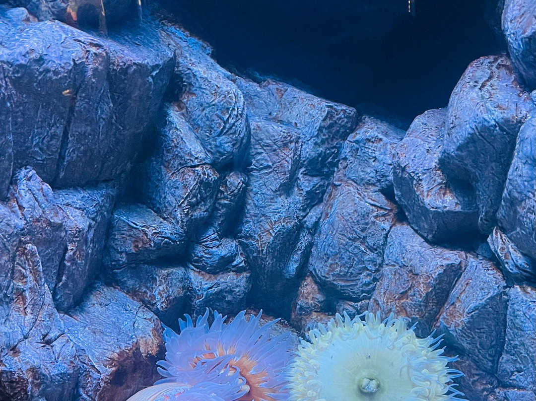 North Carolina Aquarium at Fort Fisher-Kure Beach必去景点