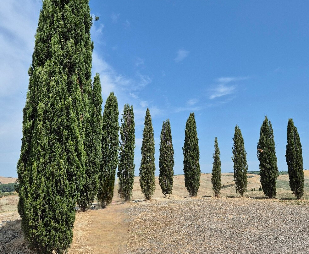 Cipressi di San Quirico d'Orcia-圣奎里科多尔恰必去景点