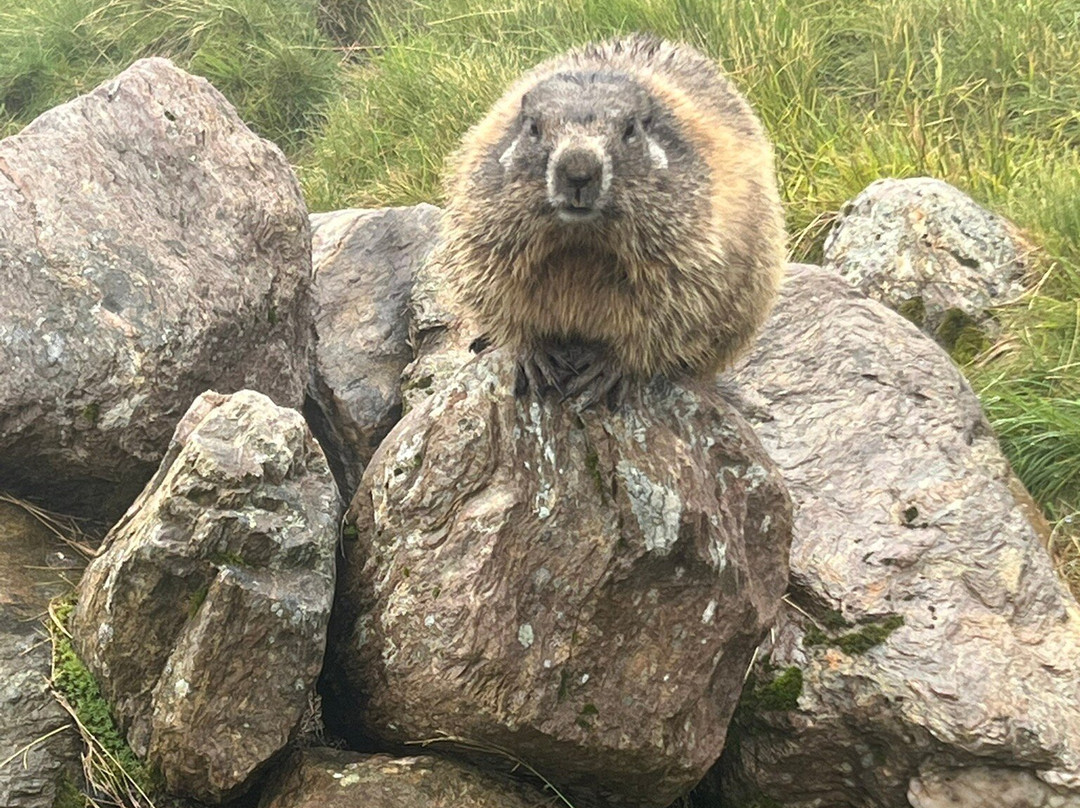 Murmelland Zillertal-Kaltenbach必去景点