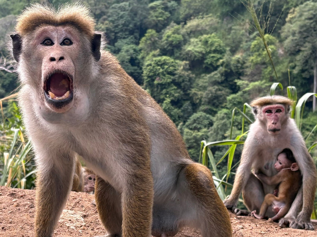 Manu Tours & Travels-亚洪加拉必去景点