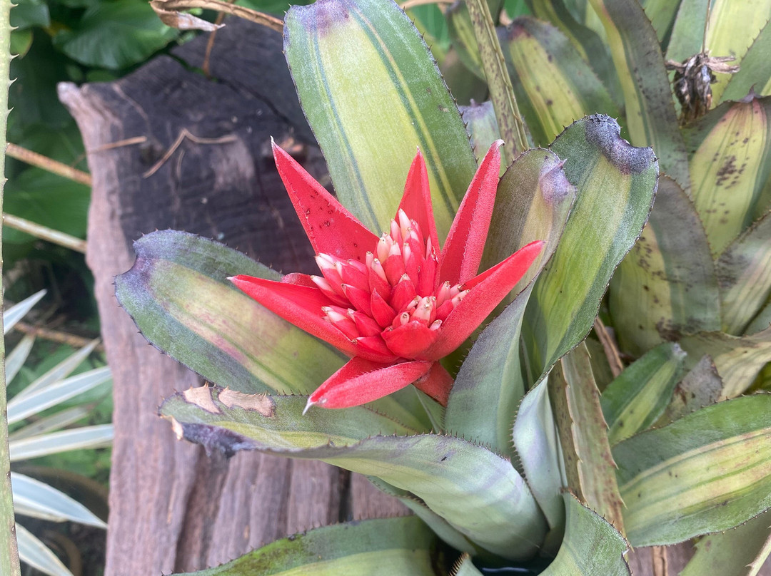 Art and Garden-槟城岛必去景点