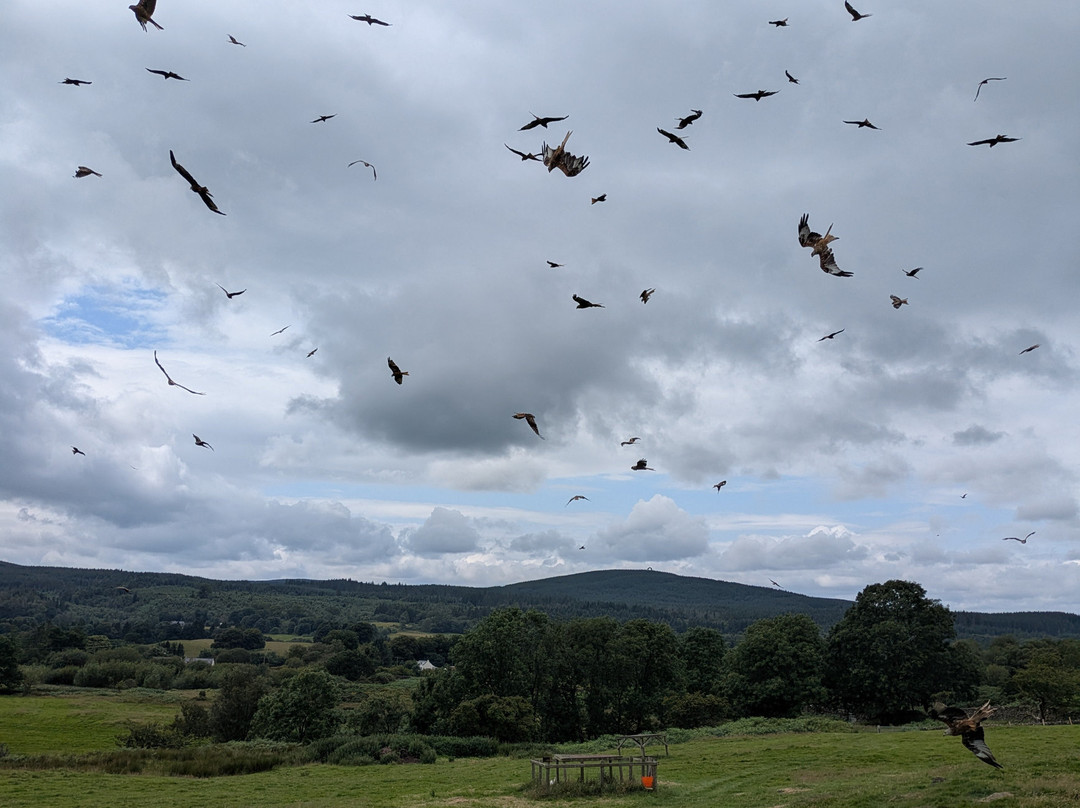 Bellymack Hill Farm - Kite Feeding Station-Laurieston必去景点