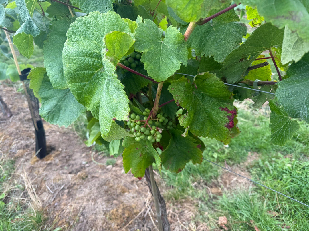 Laurel Vines Vineyard And Winery-Driffield必去景点