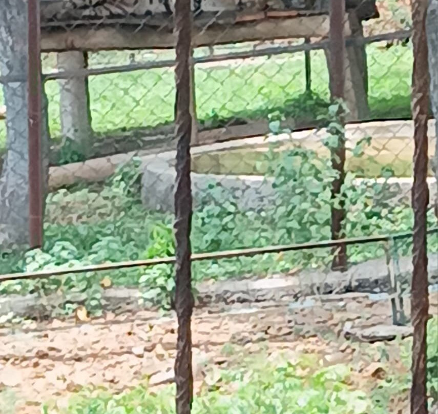 Arignar Anna Zoological Park-金奈（马德拉斯）必去景点