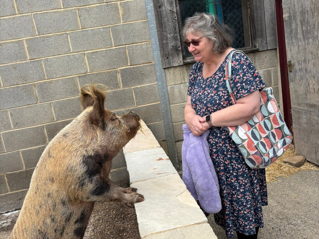 Big Sheep & Little Cow-Bedale必去景点
