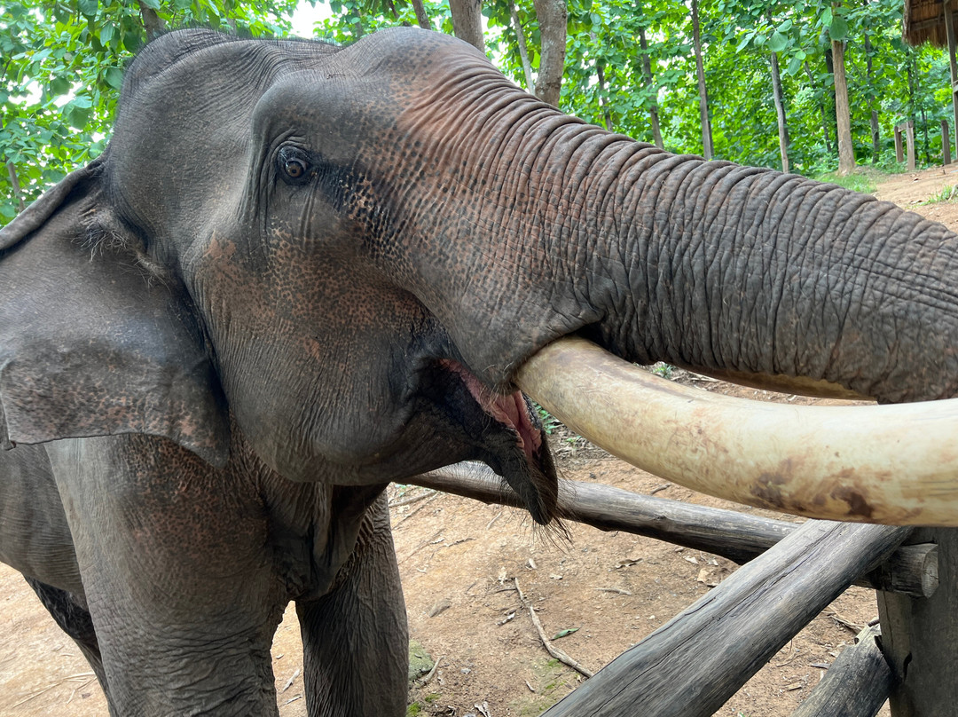 Manifa Elephant Camp-Sang Ha必去景点