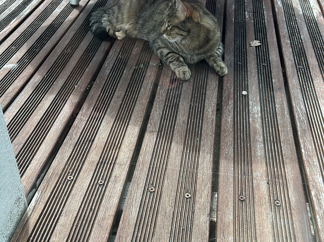 Les Arbres Rouges主图