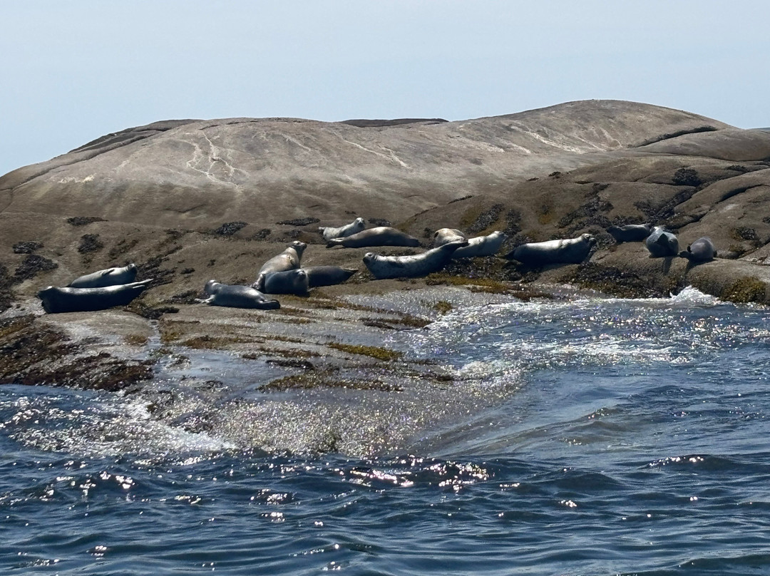 Catch Your Dinner Lobster Tours