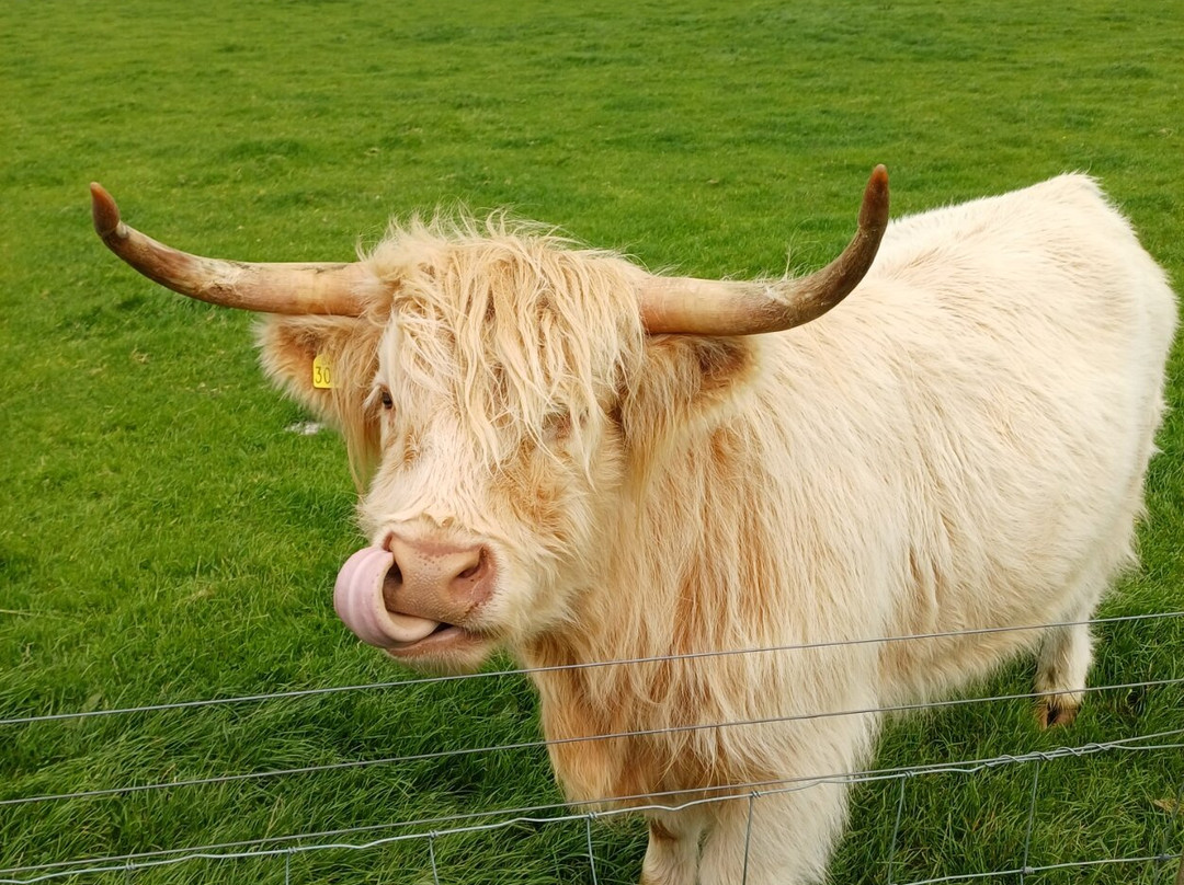 Bellevue Farm Tours-Blackwaterfoot必去景点