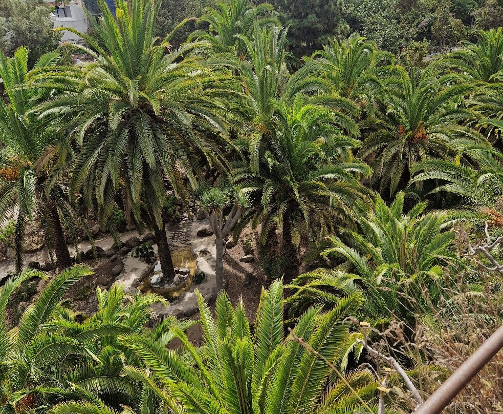 El Drago Milenario-伊科德洛斯维诺斯必去景点
