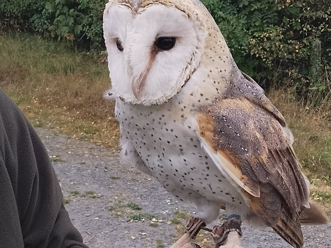 Falconry Experience Wales-Newtown必去景点