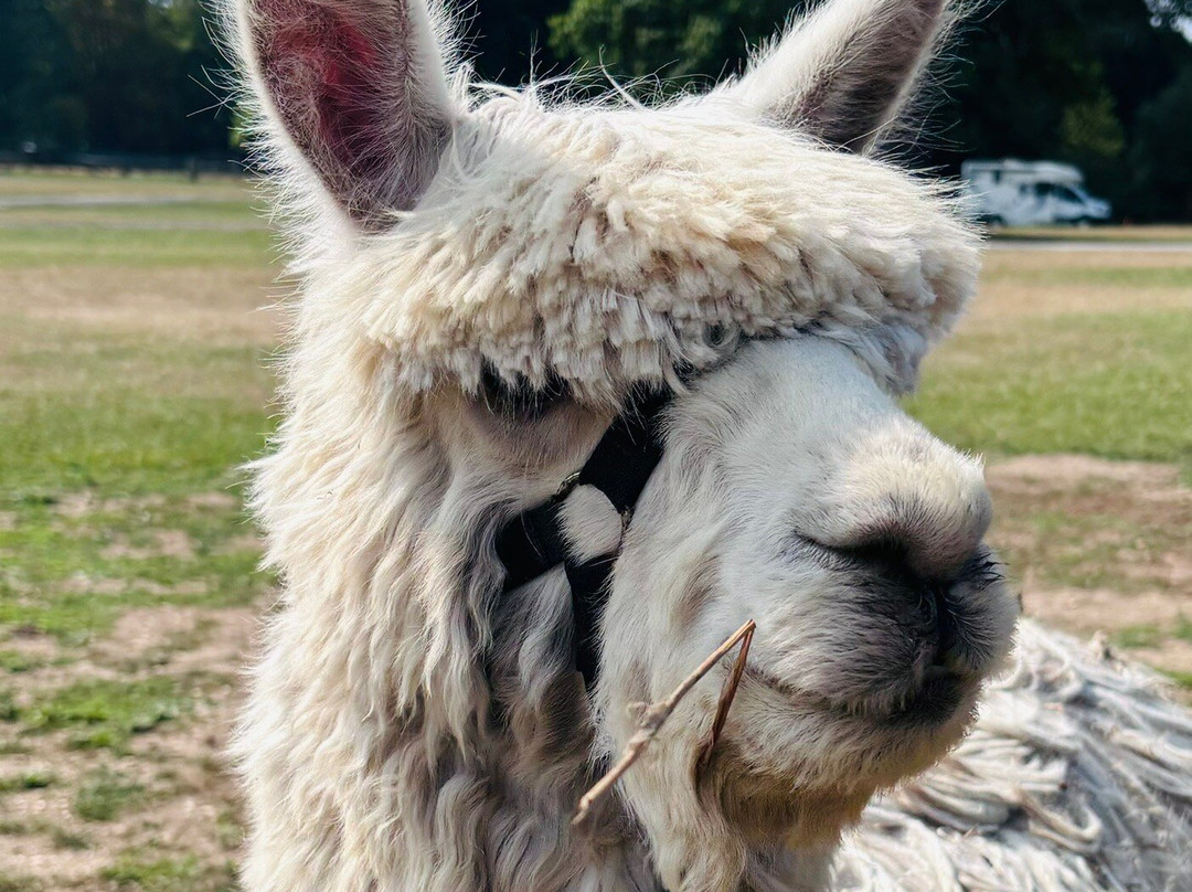 Me2you Burley Alpacas-Burley必去景点