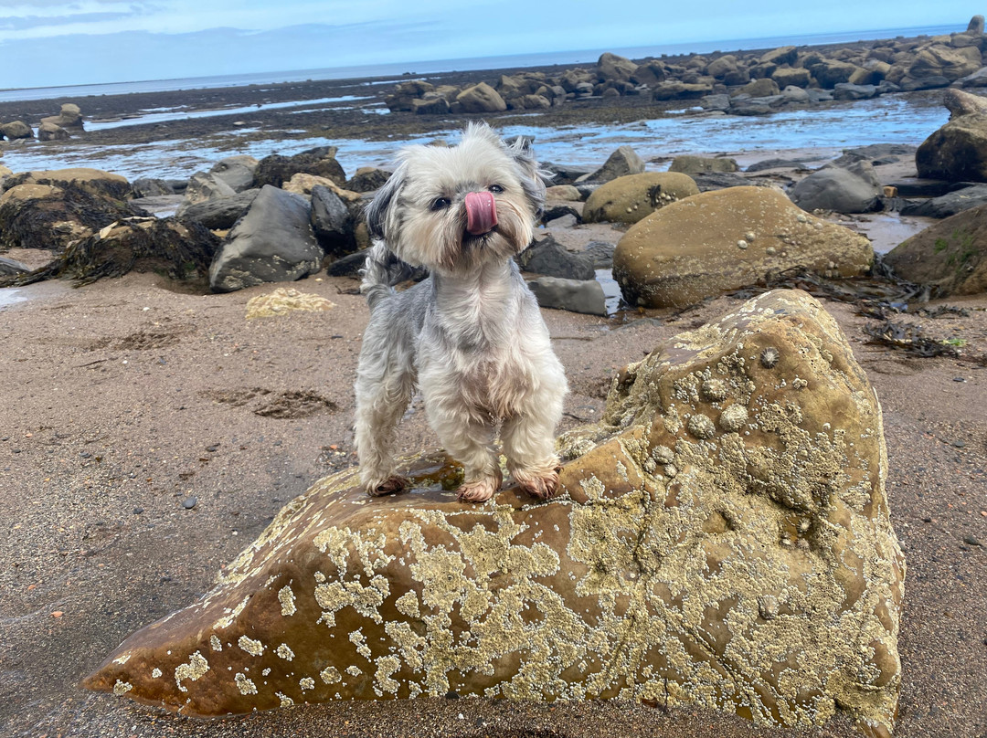 The Fox & Hounds主图