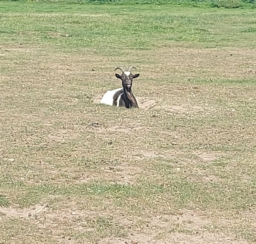 Hillside Animal Sanctuary-Frettenham必去景点