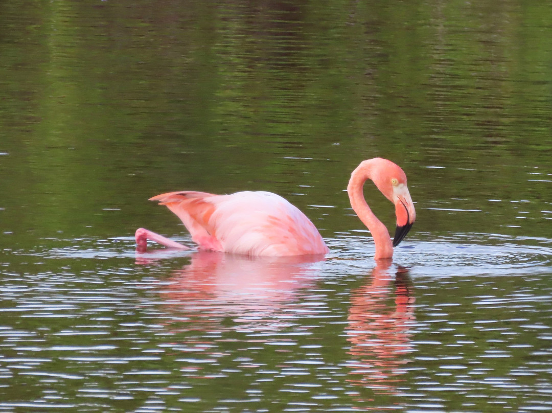 Posada de flamengos-维里亚米尔港必去景点