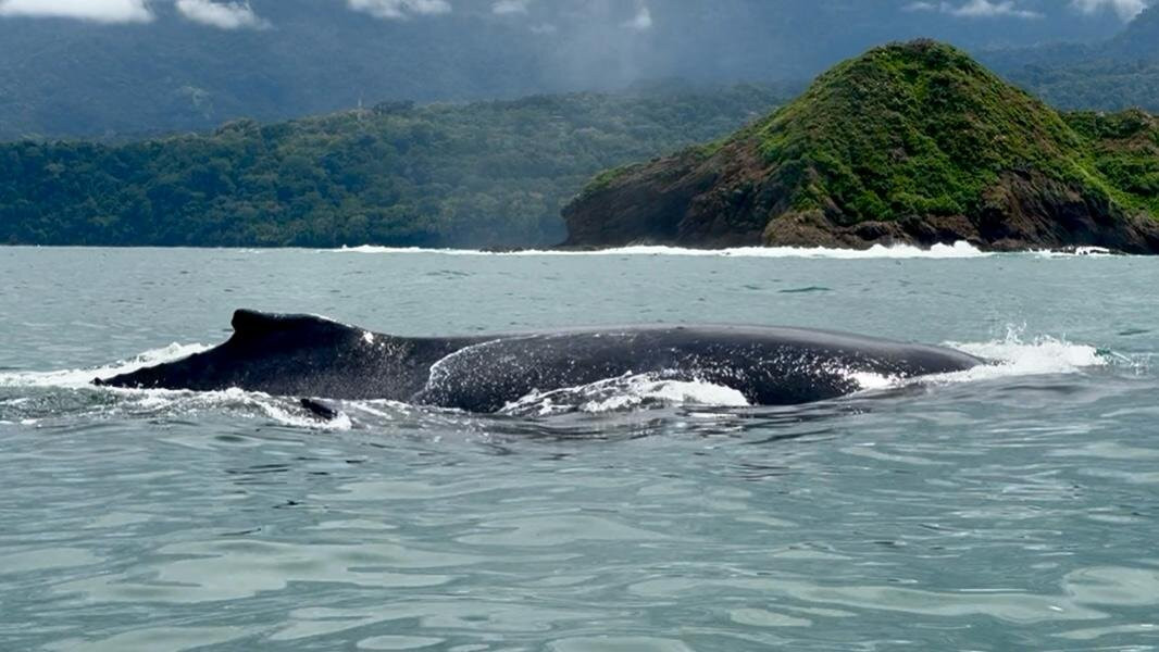Ballena Aventura-鲸城必去景点