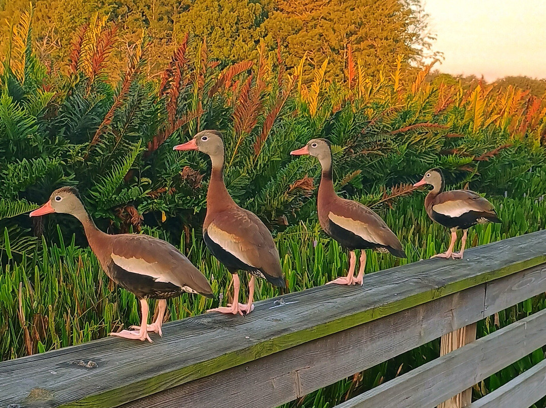 Green Cay Nature Center and Wetlands-博因顿海滩必去景点