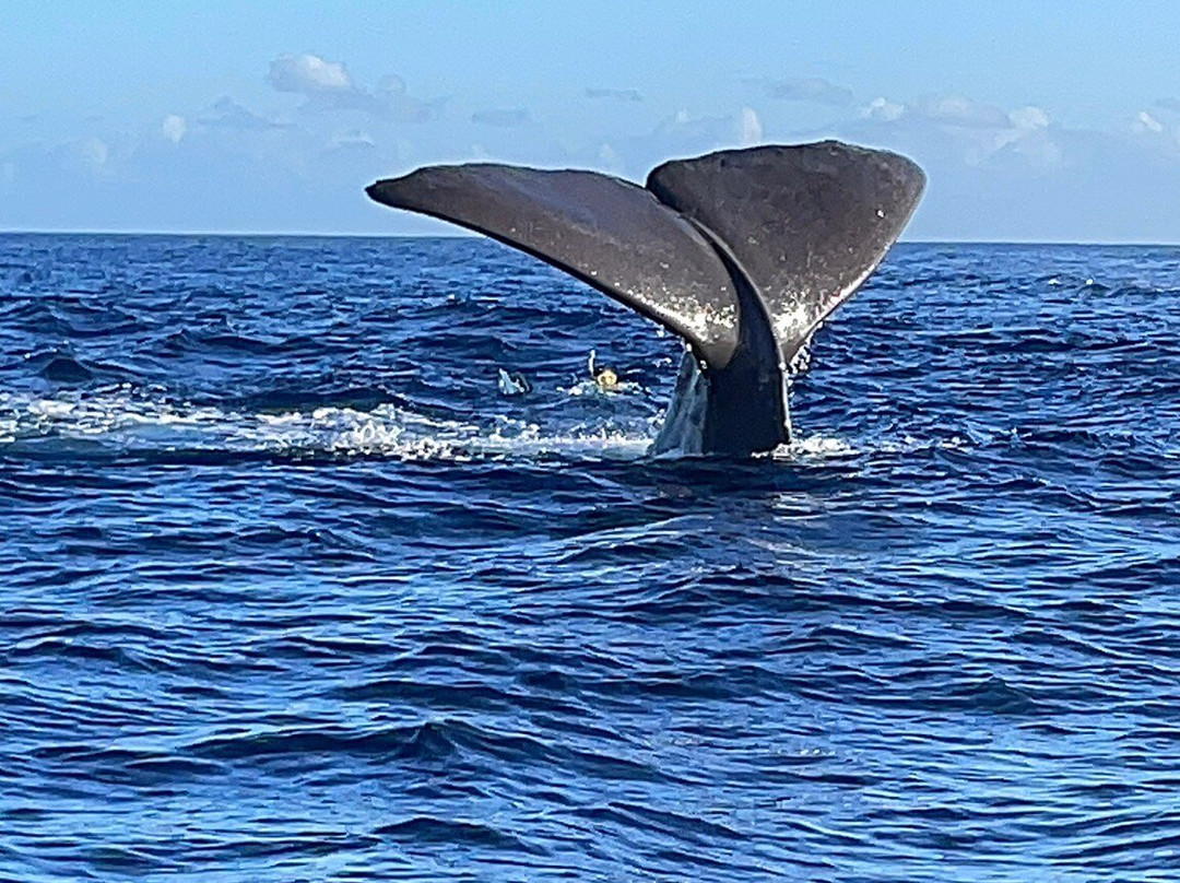 Whales Watching & Swimming With Dolphins In Mauritius-塔玛琳必去景点
