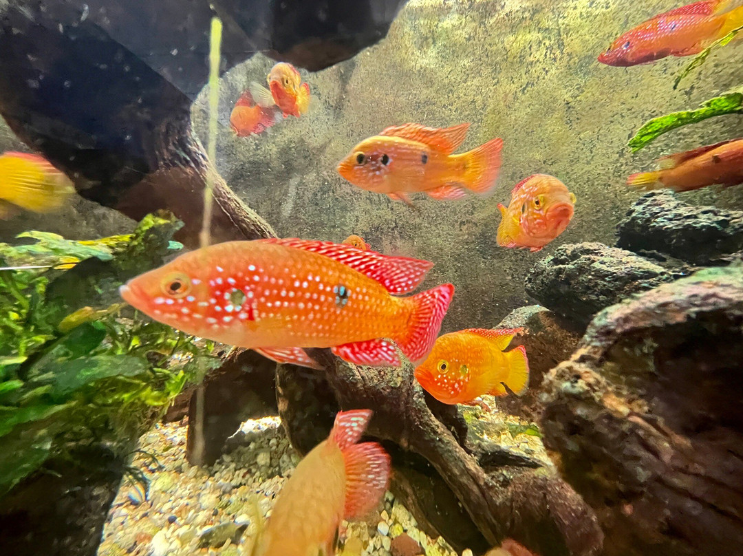 Cercle Aquariophile Du Calaisis-加莱必去景点