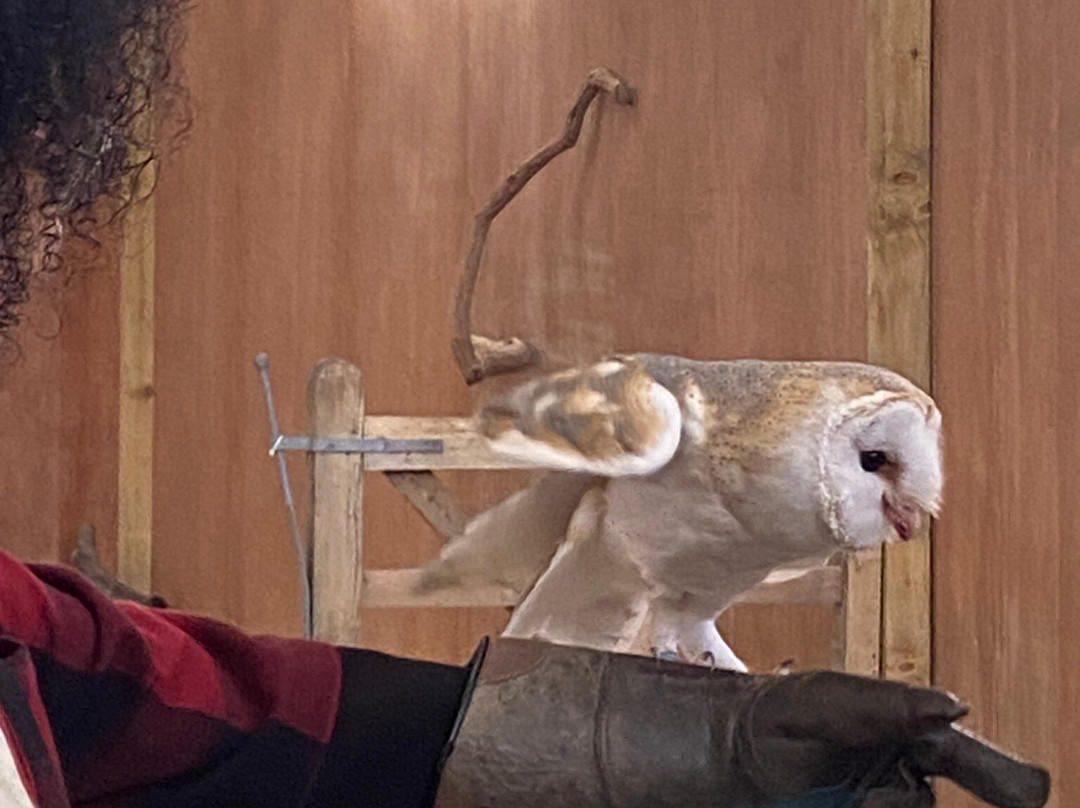 The Bird Of Prey Project-巴斯必去景点