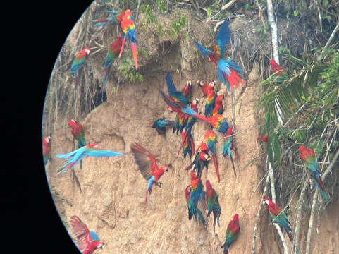 Tambopata Ecolodge主图