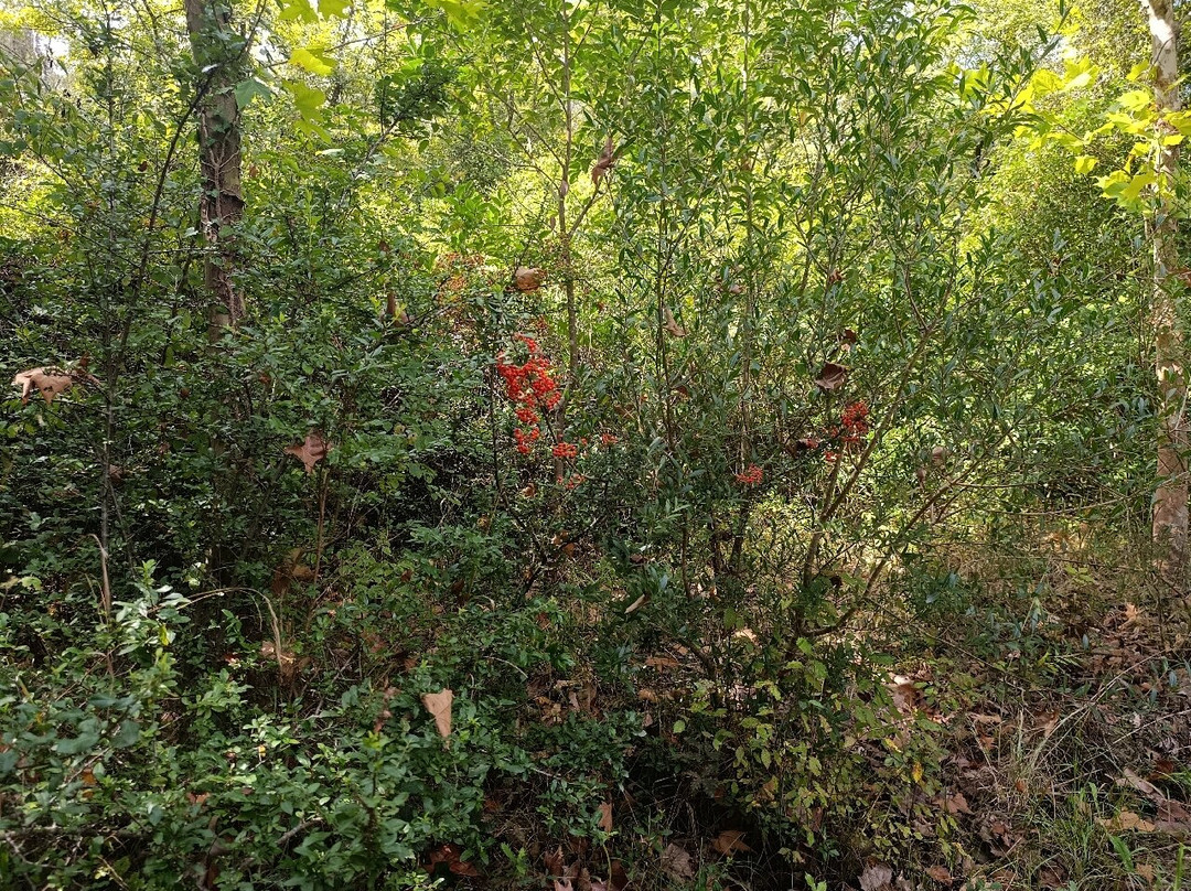 Oasi Fiume Alento-Prignano Cilento必去景点