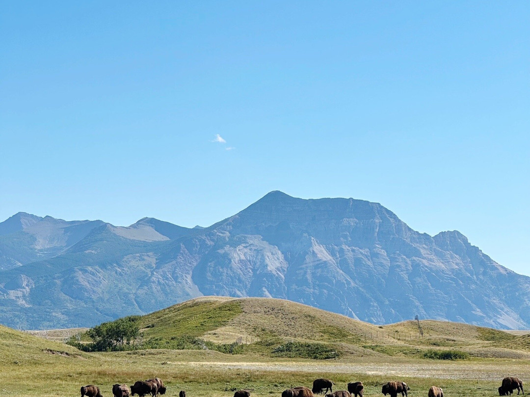 Bison Paddock Loop Road-沃特顿湖国家公园必去景点