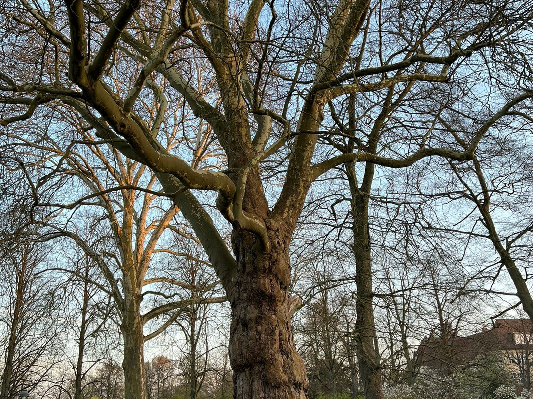 Französischer Garten-策勒县必去景点