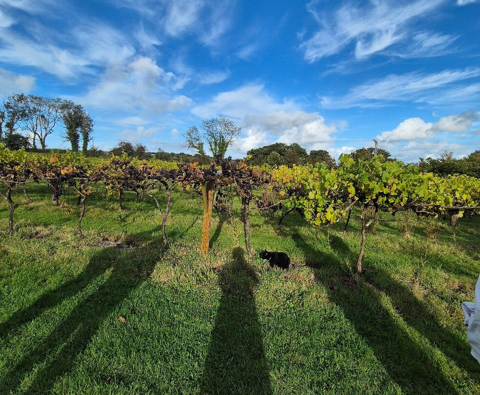 Jabajak Vineyard & Restaurant with Rooms主图