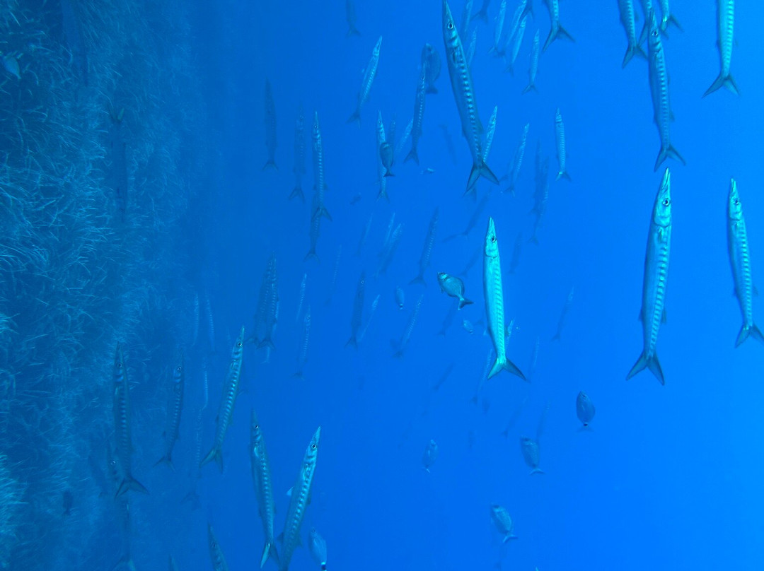 Orca Dive Club Sardinia-圣特雷莎加卢拉必去景点