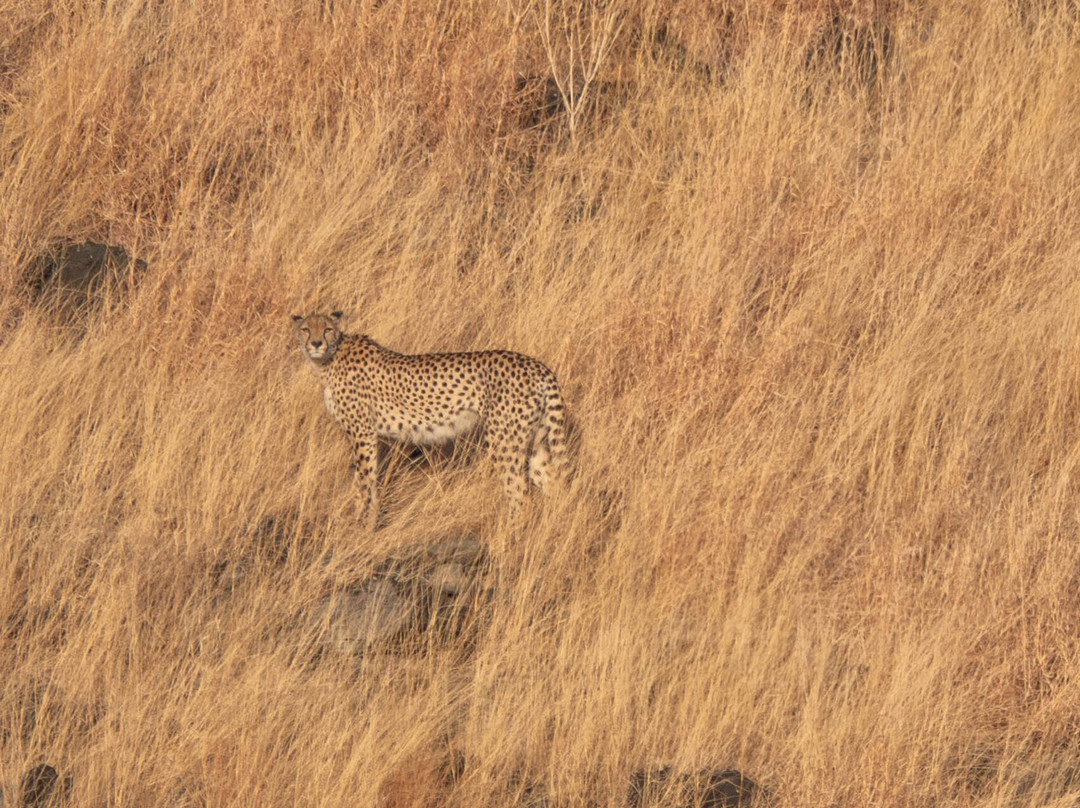 Khalanga Safaris-伐拉博瓦必去景点