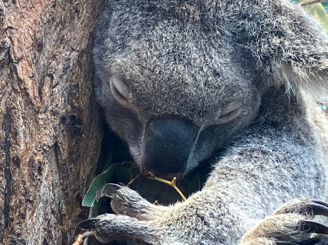 汉密尔顿岛野生动物世界-汉密尔顿岛必去景点