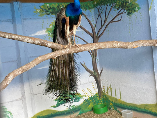 Fazendinha Ecológica Três Irmãos-Lagoa Dourada必去景点