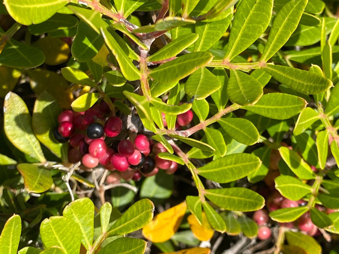 Authentic'tour Excursions-阿雅克肖必去景点