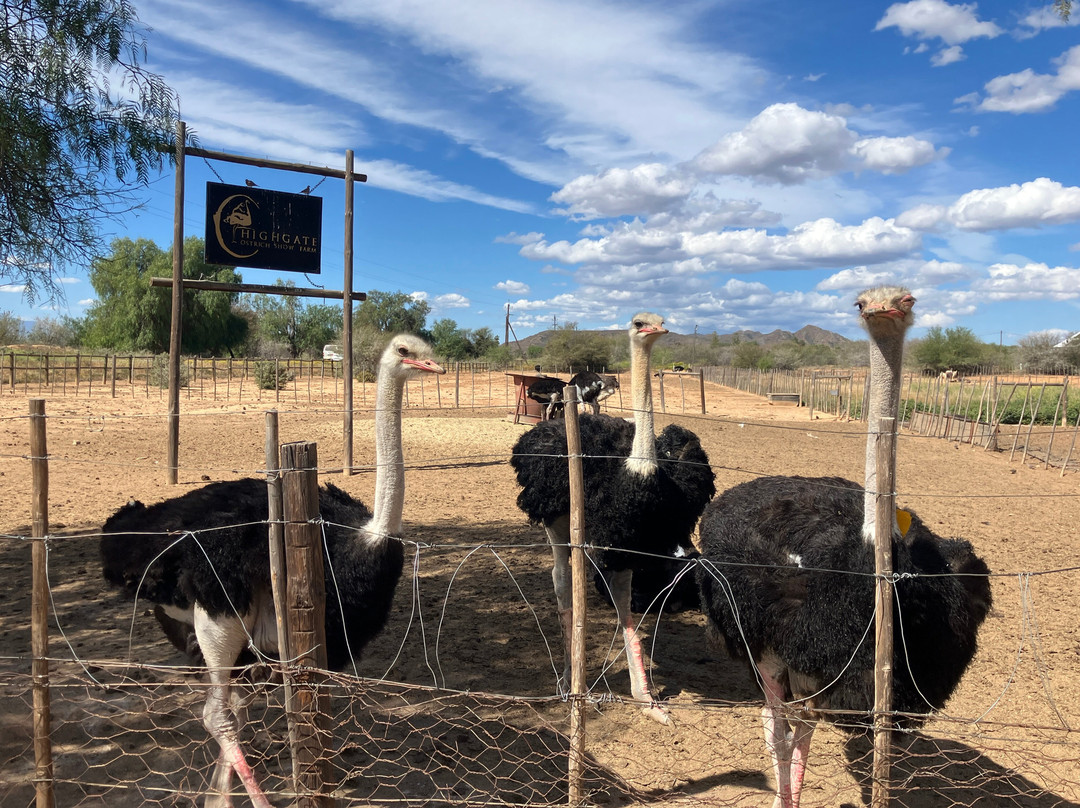 Highgate Ostrich Show Farm-奥兹洪必去景点