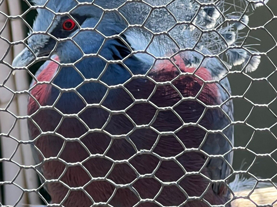 Zoo Das Aves-Pocos de Caldas必去景点