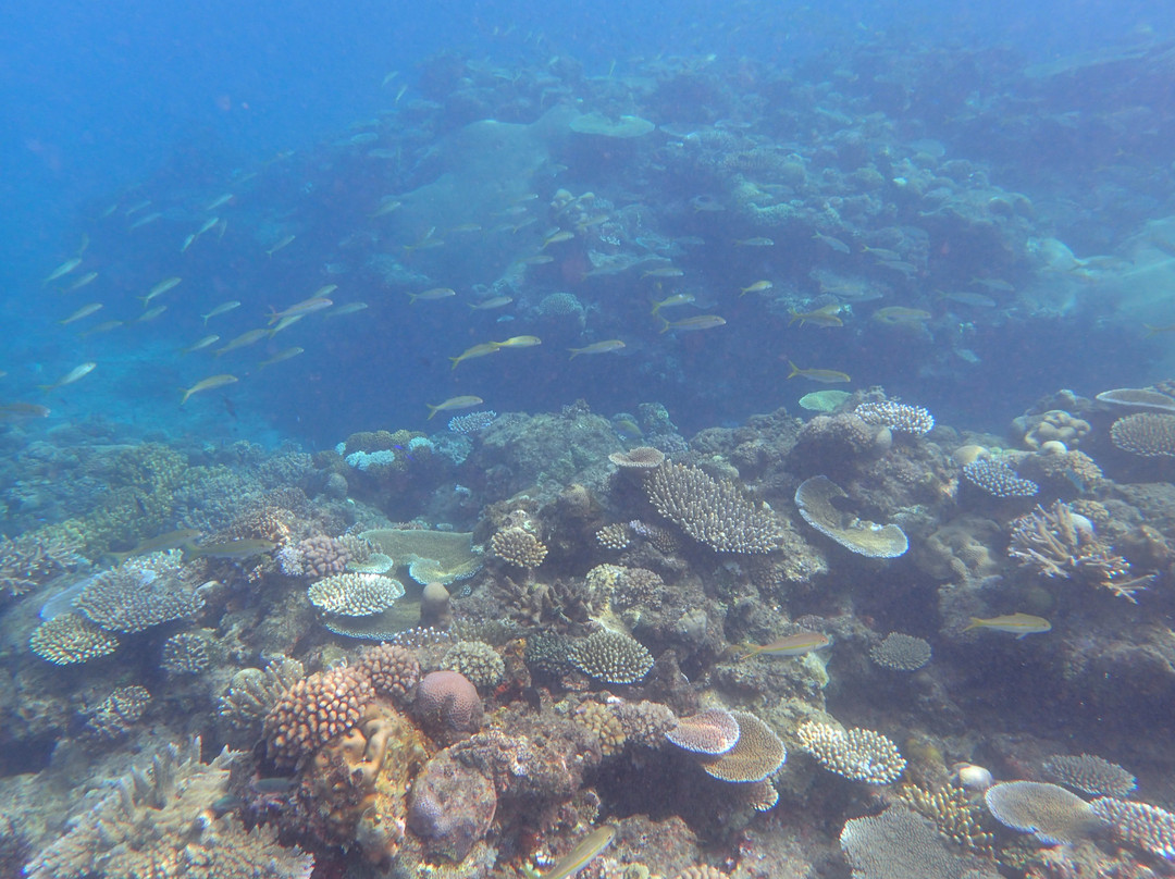 Waya Island Resort主图