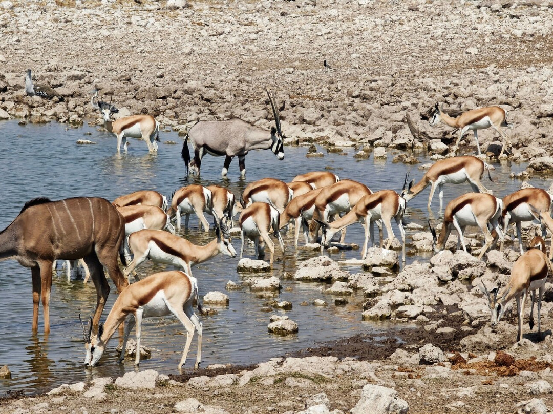 Okaukuejo waterhole-纳米比亚埃托沙国家公园必去景点