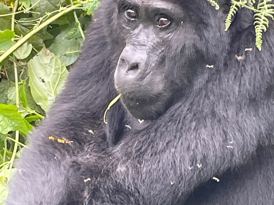 Uganda Wildlife Scene Safaris-坎帕拉必去景点
