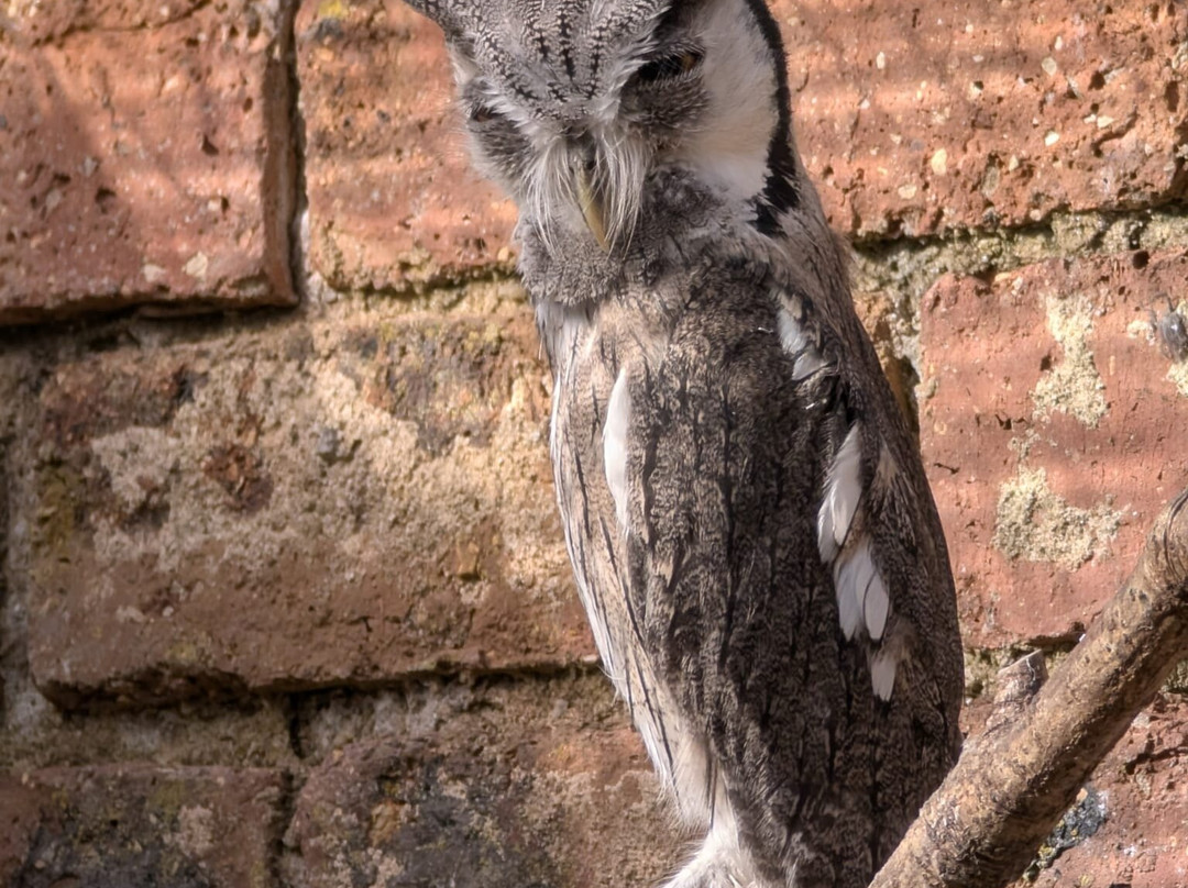 Scottish Owl Centre-Whitburn必去景点