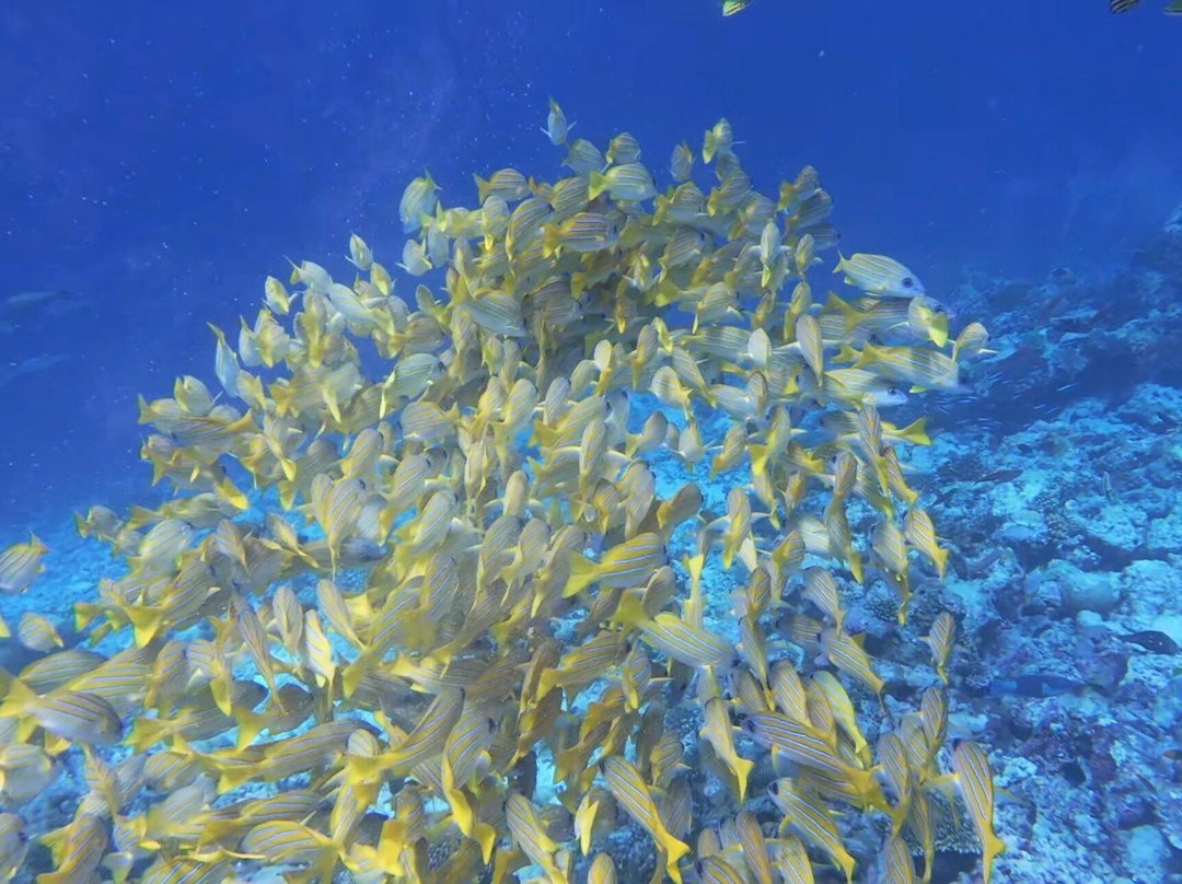 Island Divers-迪古拉赫岛必去景点