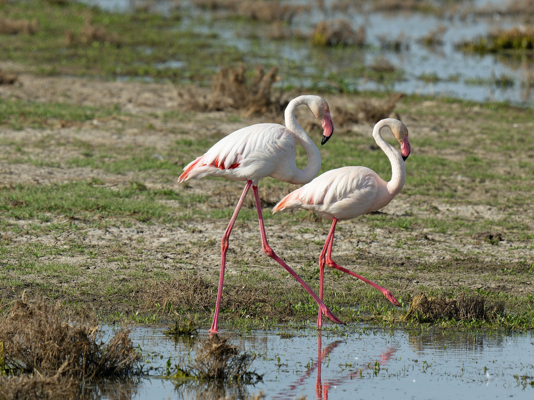 Discovering Donana-El Rocio必去景点