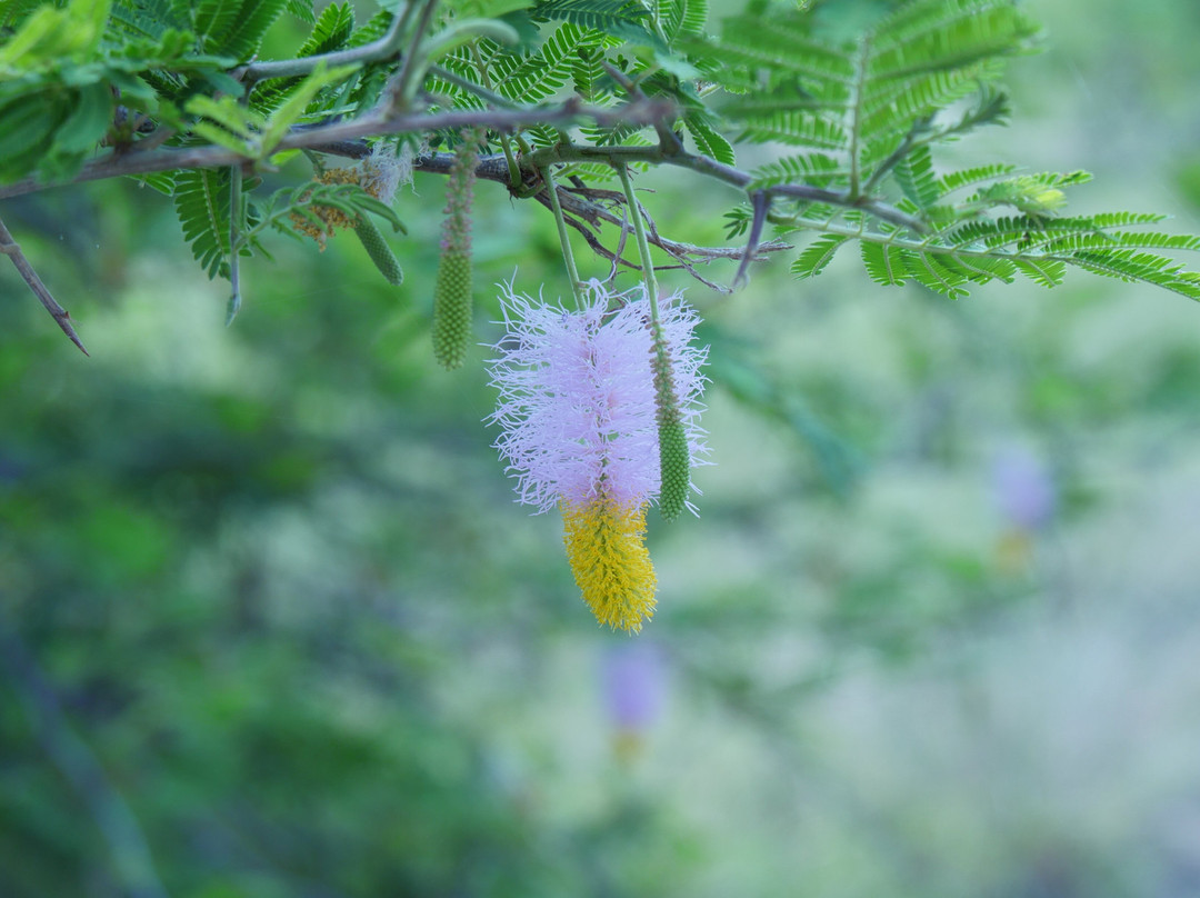 Gorilla Tour Booking Safaris-坎帕拉必去景点