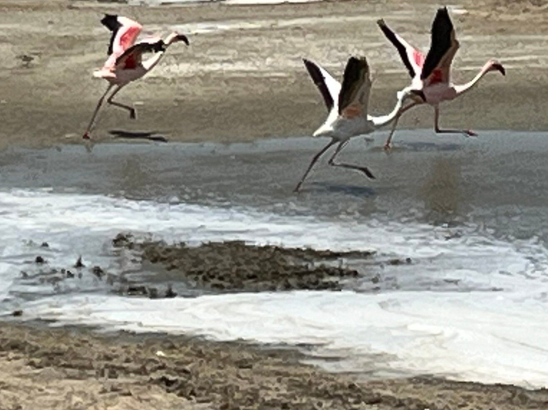 Safari Desire-Sekenani必去景点