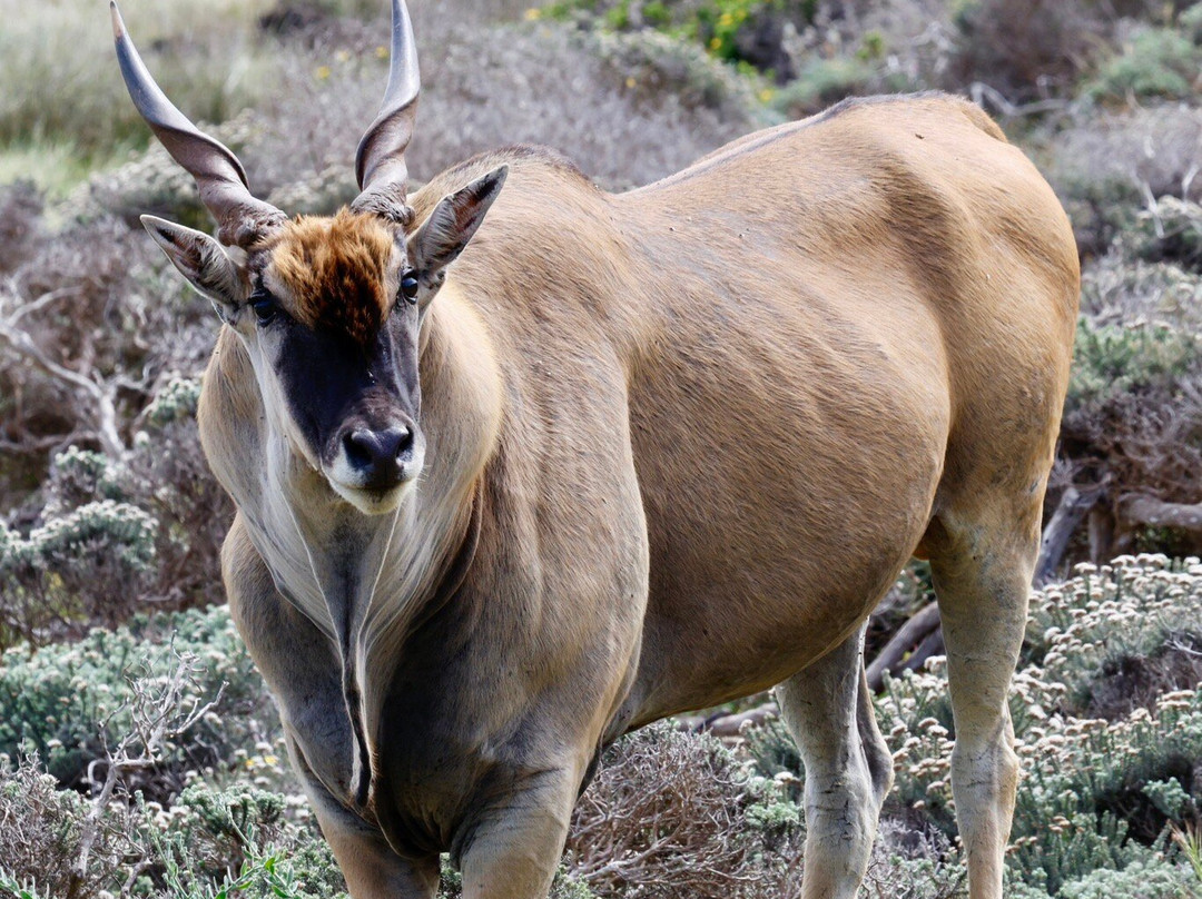 Cape Photographic Company-开普敦中心区必去景点