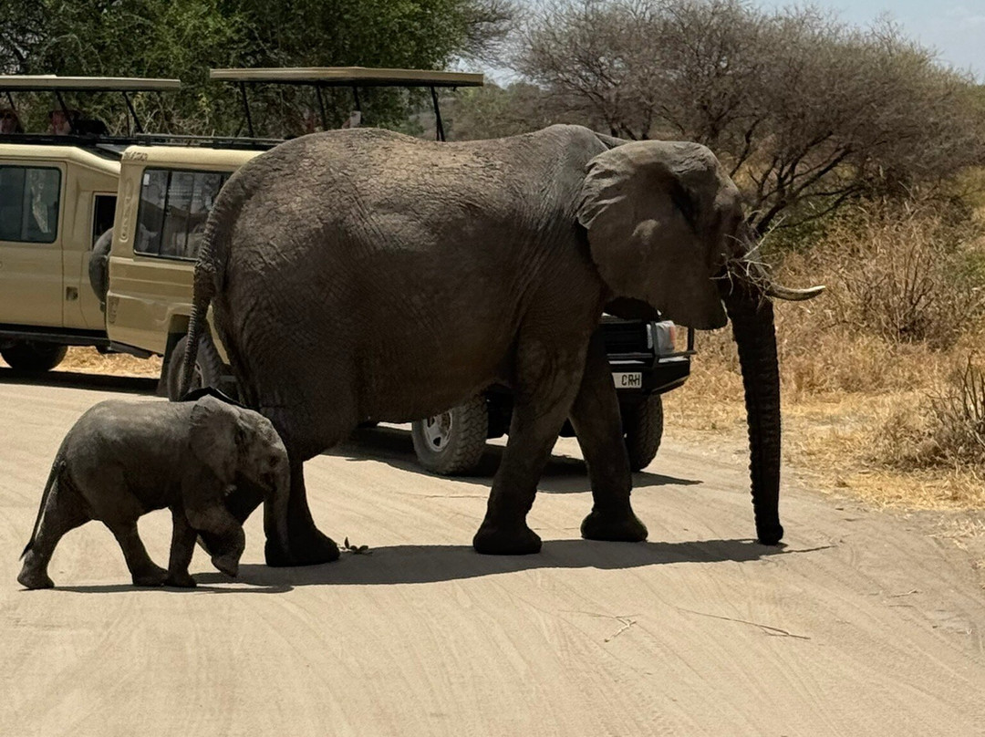 Nature Responsible Safari-阿鲁沙必去景点