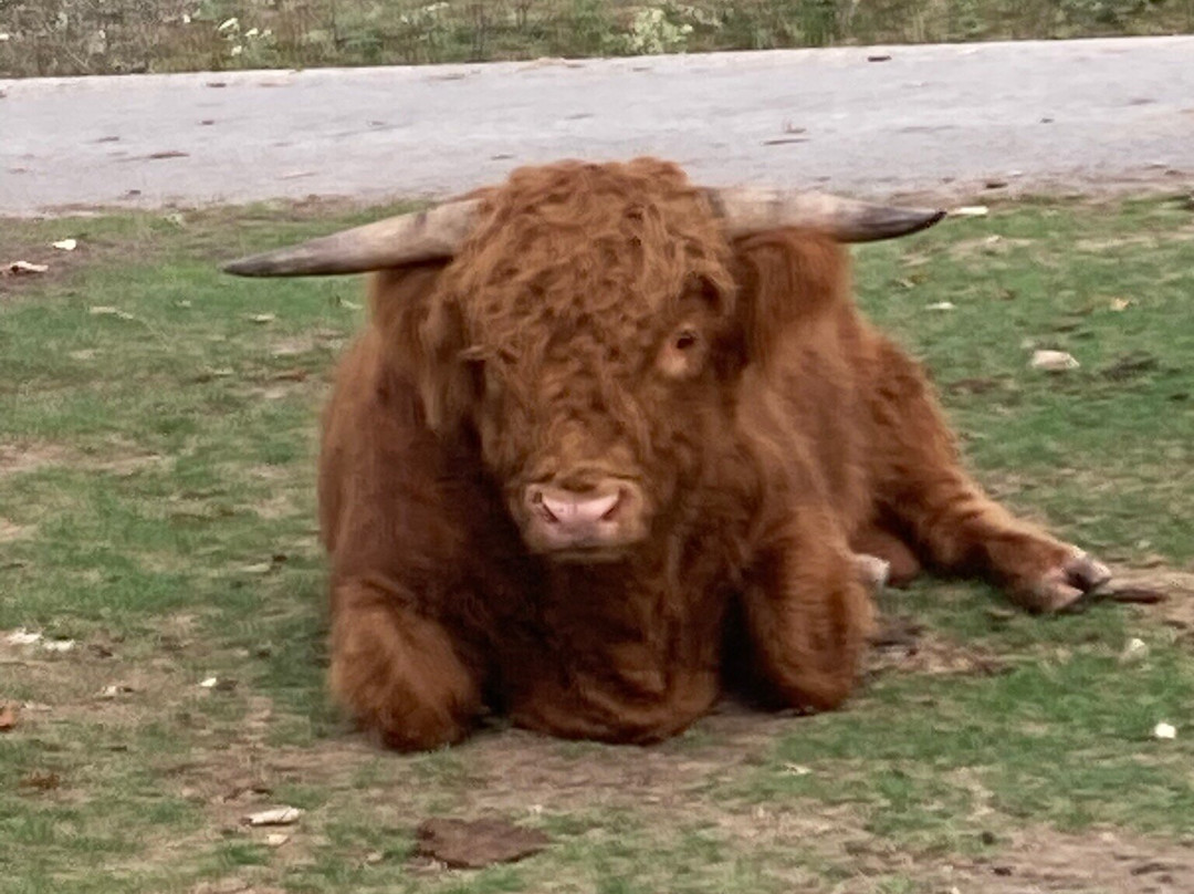 Wild Animal Safari-Strafford必去景点